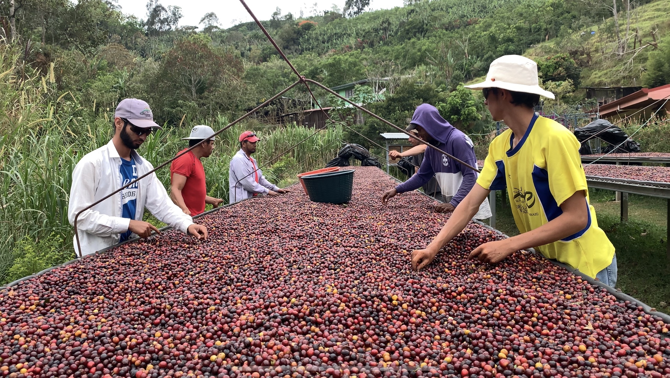 PostHarvest Coffee Processing Natural Royal New York
